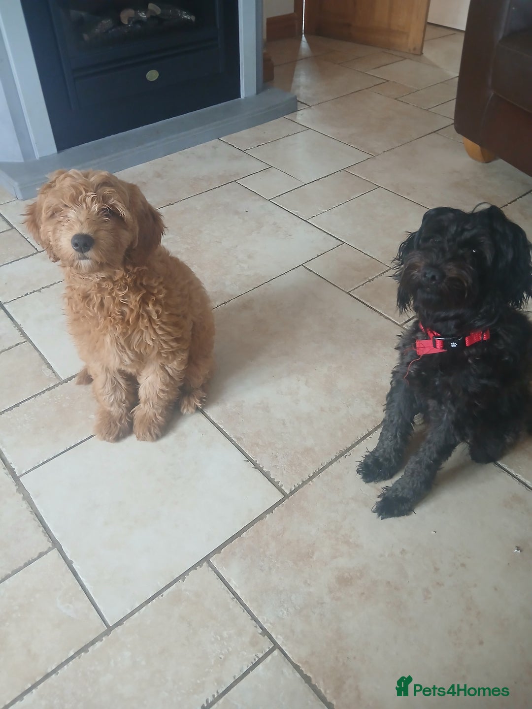 Labradoodle dogs for sale: Labradoodle girl 13 weeks old - Image 3