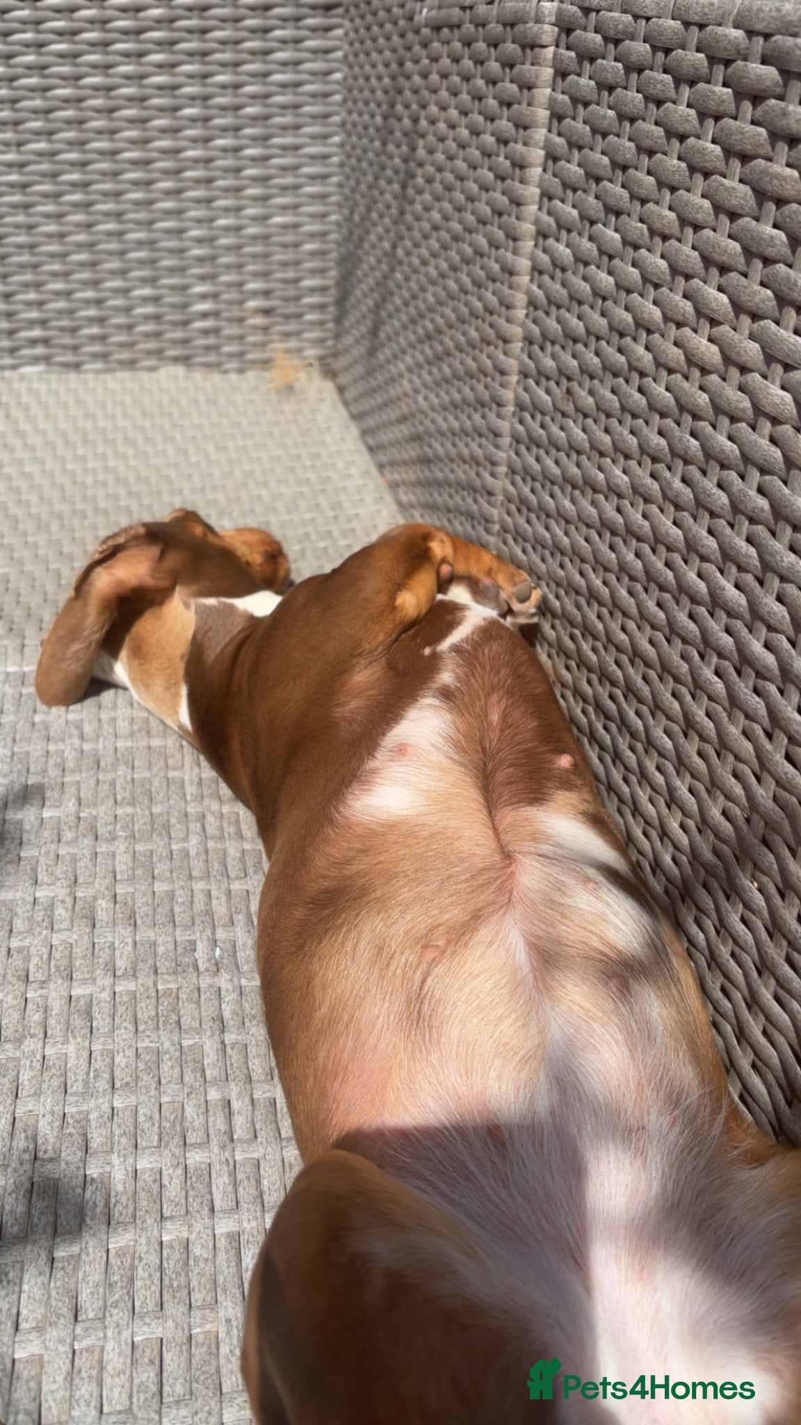 Miniature Dachshund dogs for sale: Miniature daschund  - Advert 2