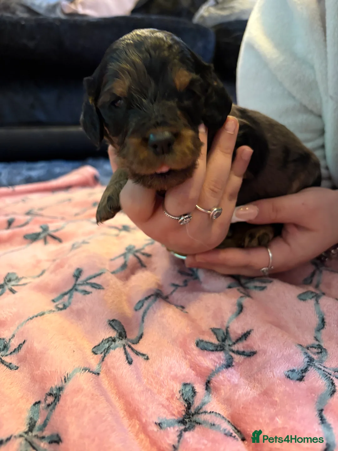 Mixed Breed dogs for sale: Cavapoo Puppies  - Advert 16