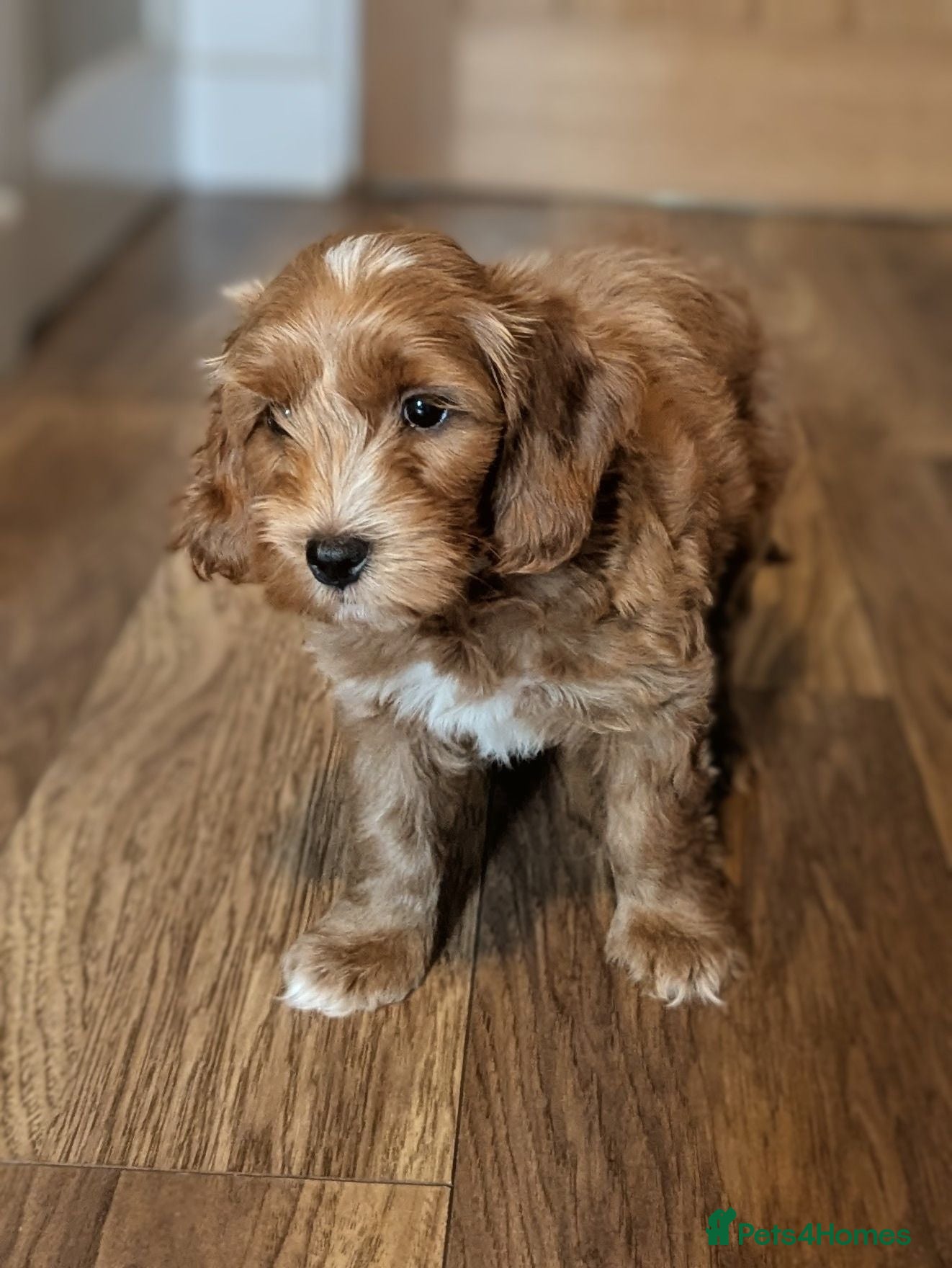Cockapoo dogs COCKERPOO PUPPIES  - Advert 1