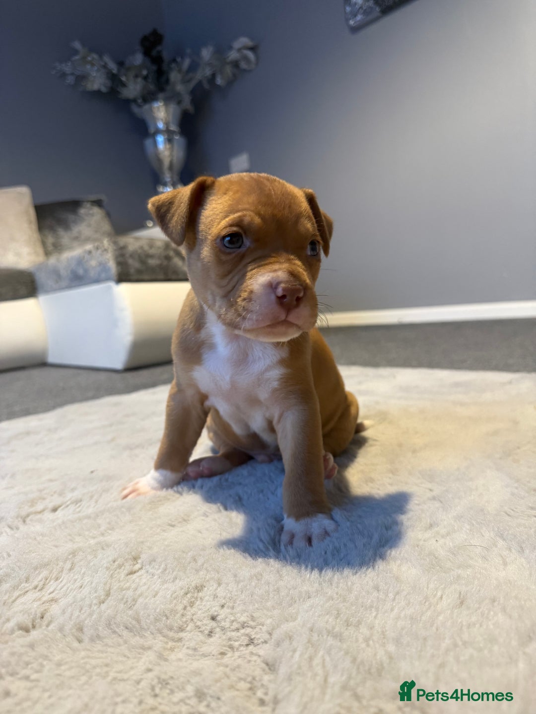 Cane Corso dogs for sale: CANE CORSO PUPPY CHAMPAGNE MERLE - Advert 1