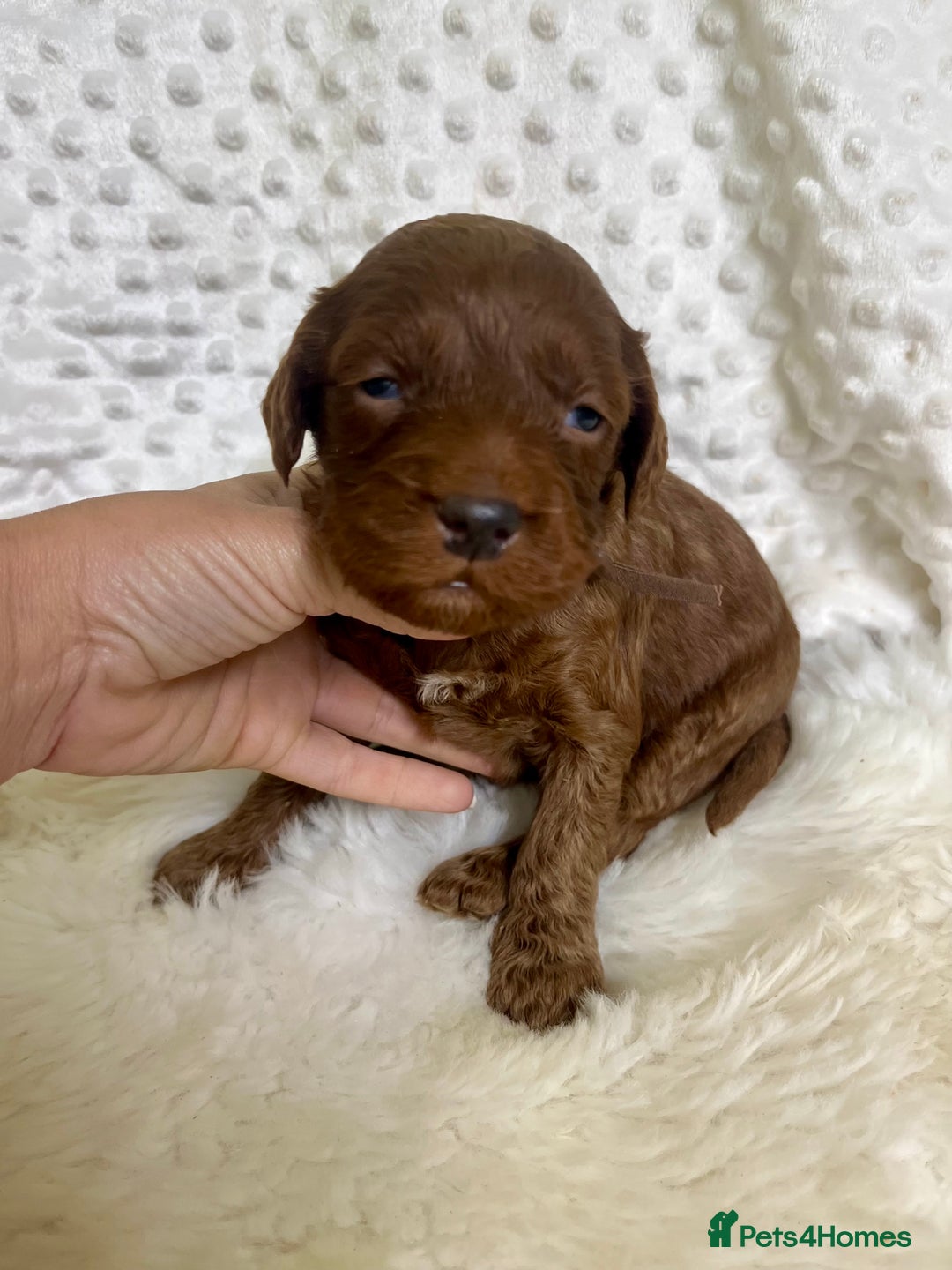 Mini Goldendoodle dogs for sale: Top Quality Miniature Goldendoodle puppies - Advert 21