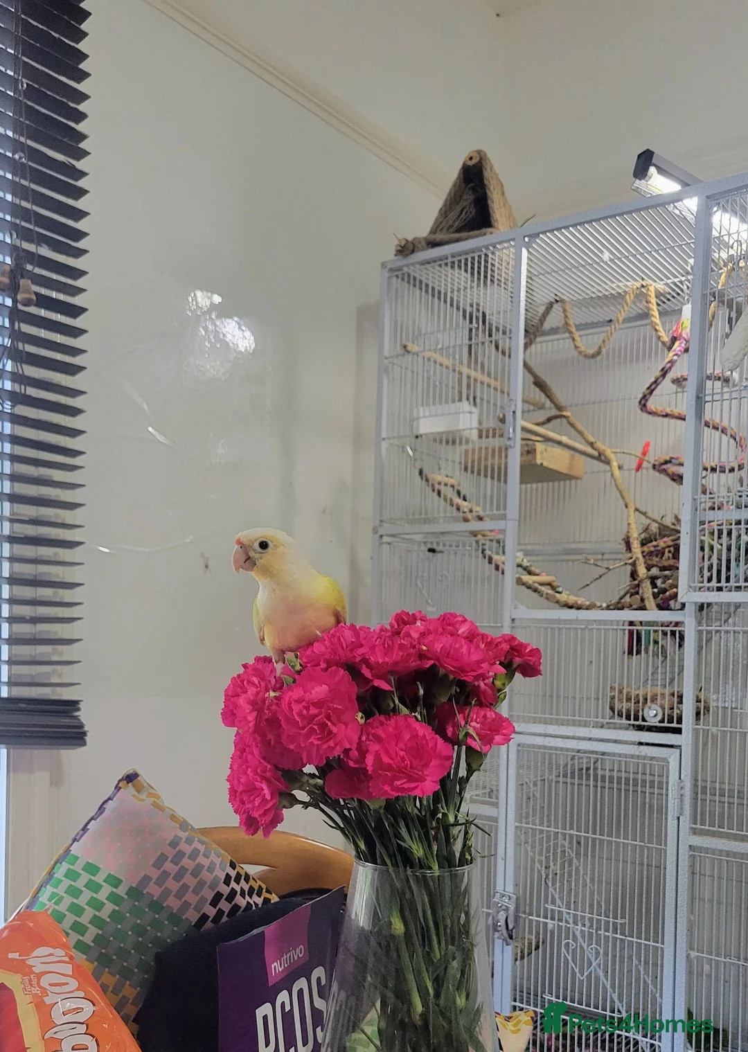 Conures birds for sale: Vibrant Conure Duo – Must Go Together! - Advert 2