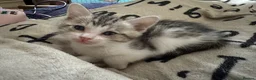 Bengal cats for sale: Cashmere bengals - Advert 13