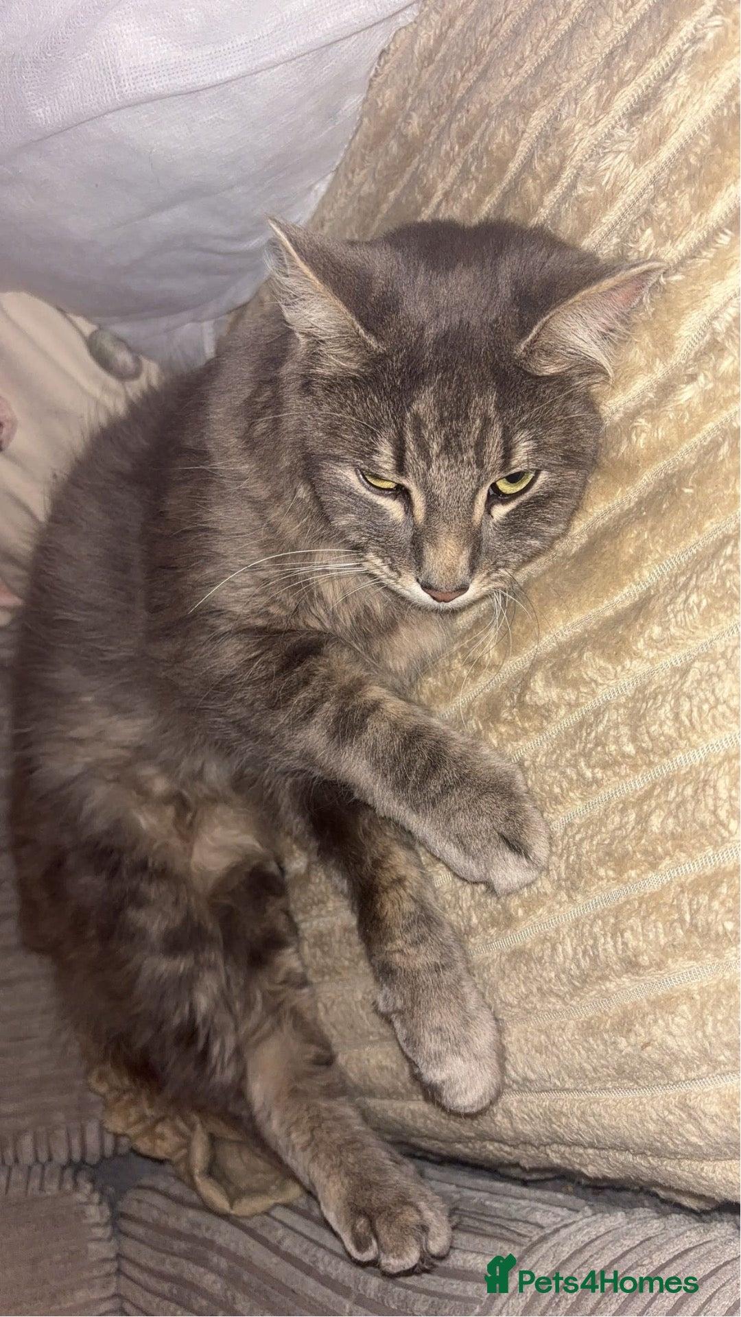 Mixed Breed cats for sale: Two male cats for sale - Advert 10