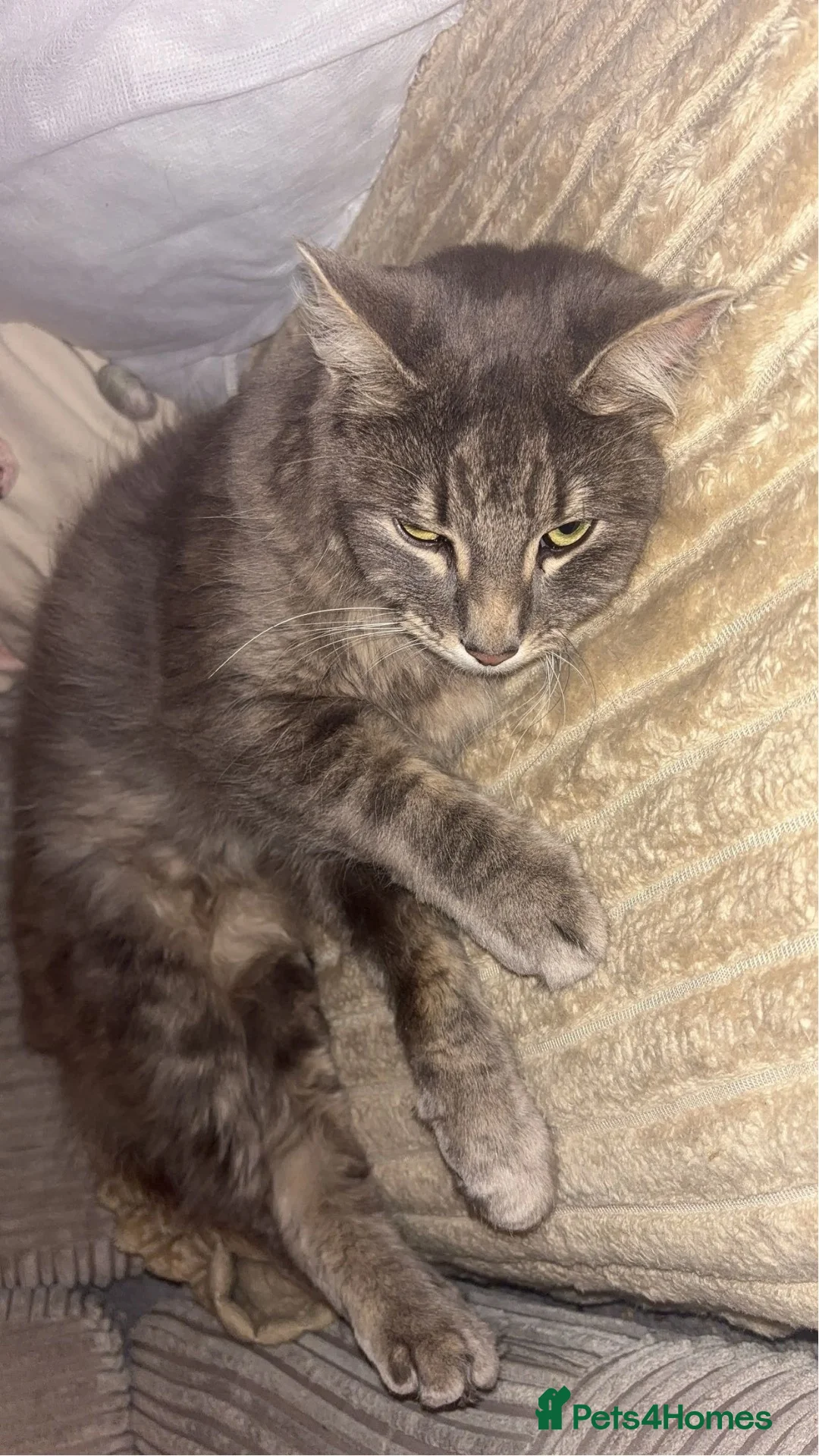 Mixed Breed cats for sale: Two male cats for sale in Holywell - Advert 1