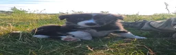Border Collie dogs for sale: Border Collie Pups  - Advert 4