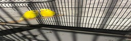 Budgerigars birds for sale: Married Budgerigars - Advert 2