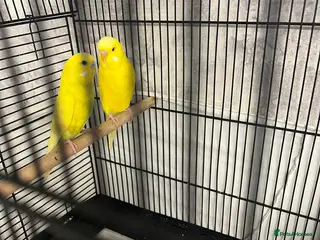 Budgerigars birds Budgerigars - Advert 15