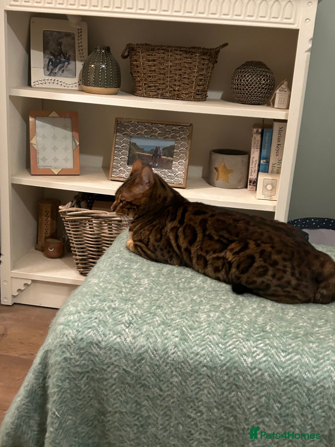 Bengal cats for sale: 5 year old male bengal cat.  - Advert 12