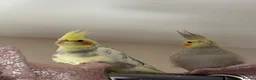 Cockatiels birds for sale: 9 Weeks Old Female Cockatiels - Advert 1