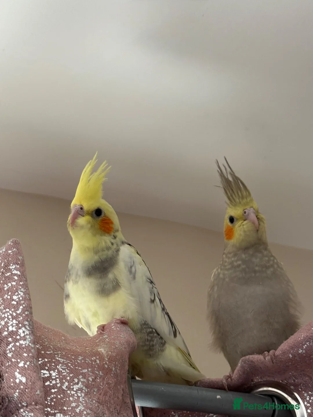 Cockatiels birds for sale: 9 Weeks Old Female Cockatiels - Advert 1
