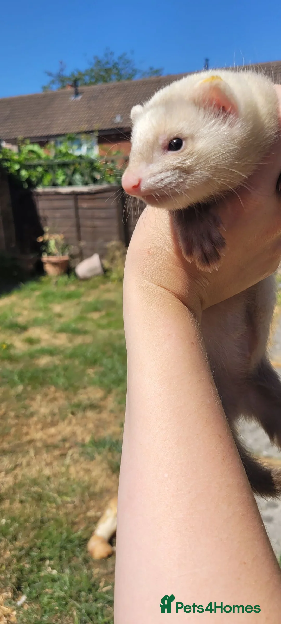 Ferret rodents for sale: 2 male ferrets for sale  in Corby - Advert 2
