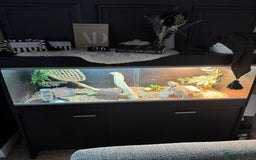 Bearded Dragon reptiles for sale: Bearded dragon and vivarium - Image 2