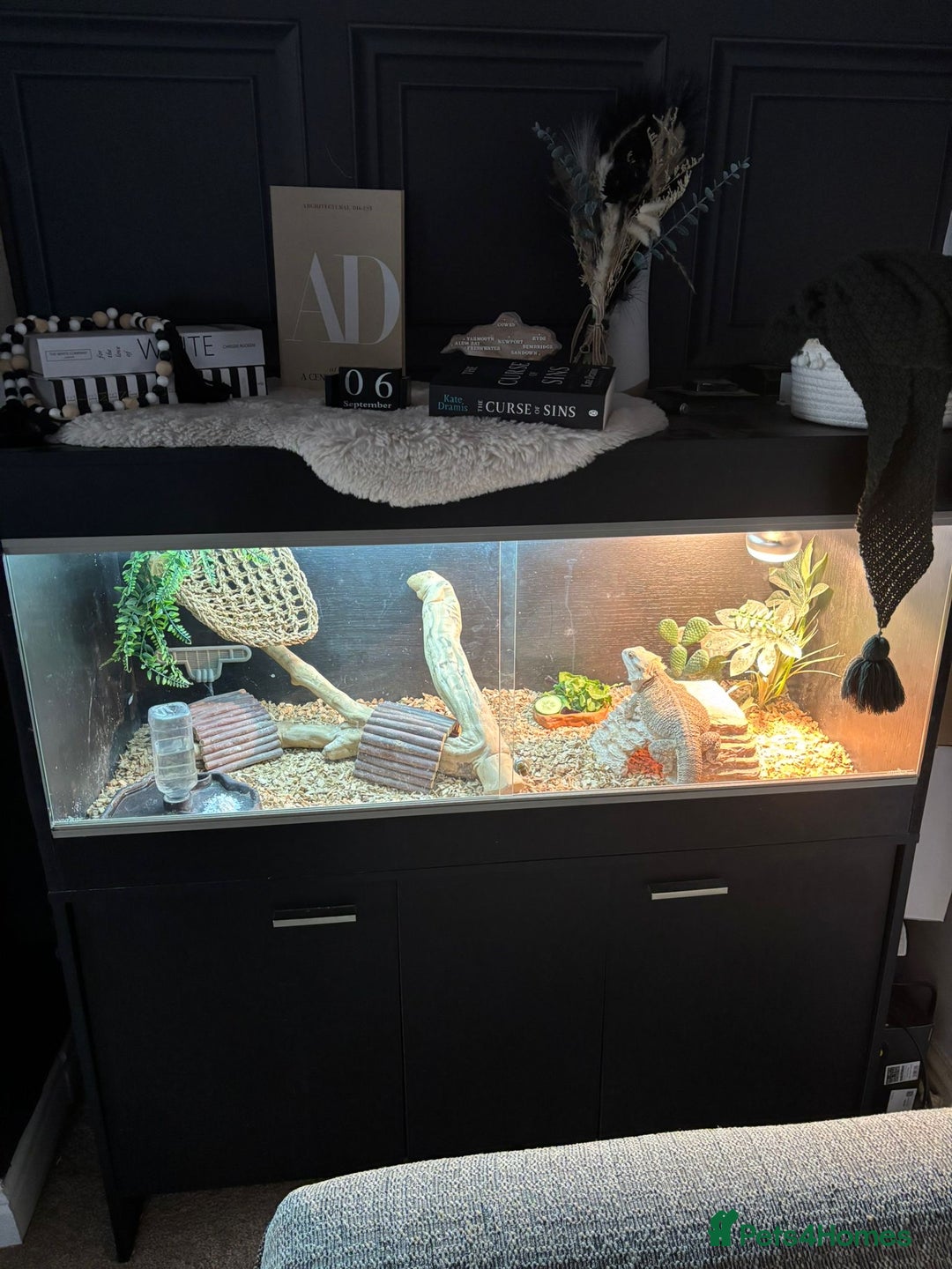Bearded Dragon reptiles for sale: Bearded dragon and vivarium - Image 2