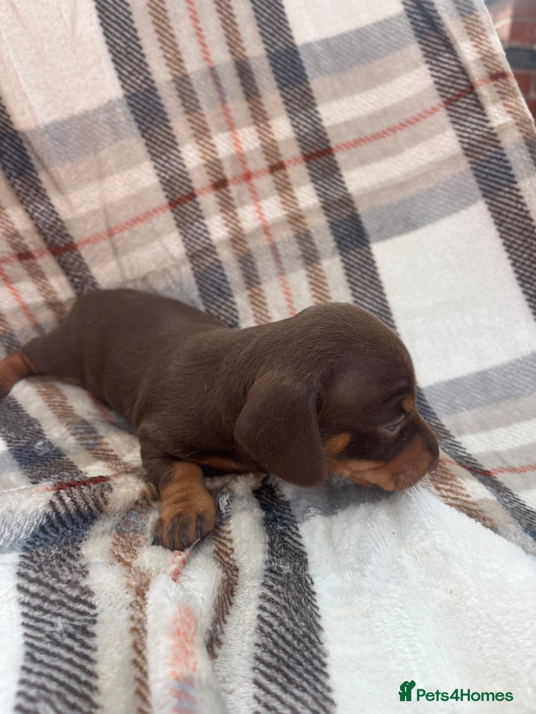 Miniature Dachshund dogs for sale: 5⭐️BREEDERS🏆KCREG🌸6GIRL💙1BOY🩺HEALTH TESTED🧬 - Image 30