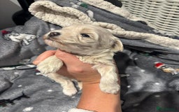 Maltipoo dogs for sale: Maltipoo puppies  - Image 4