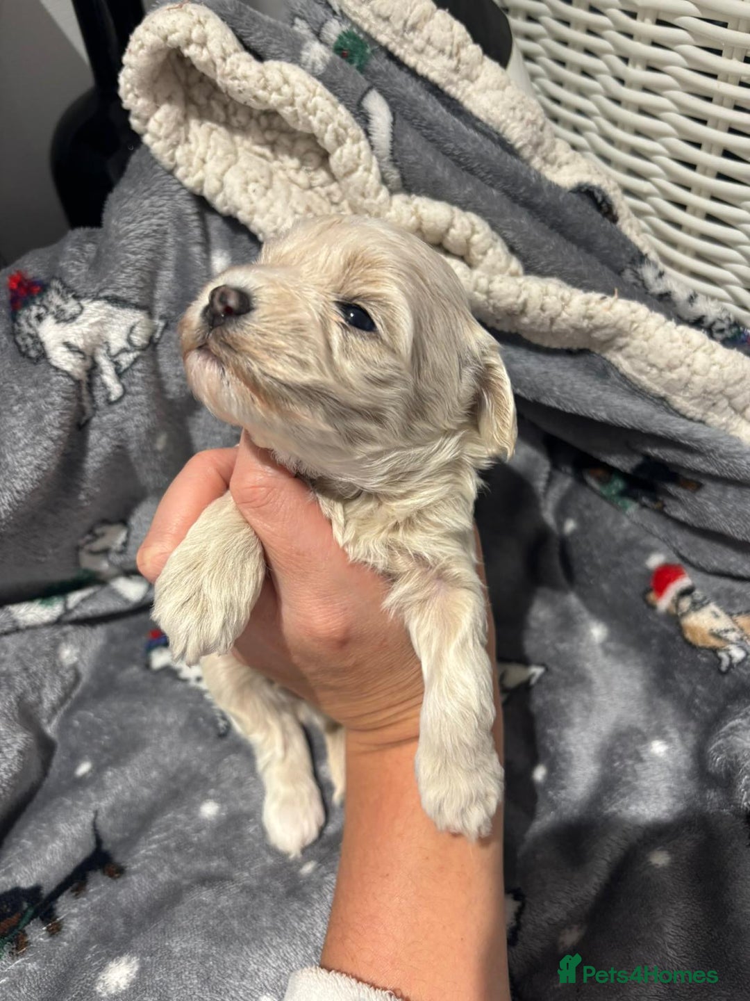 Maltipoo dogs for sale: Maltipoo puppies  - Image 4
