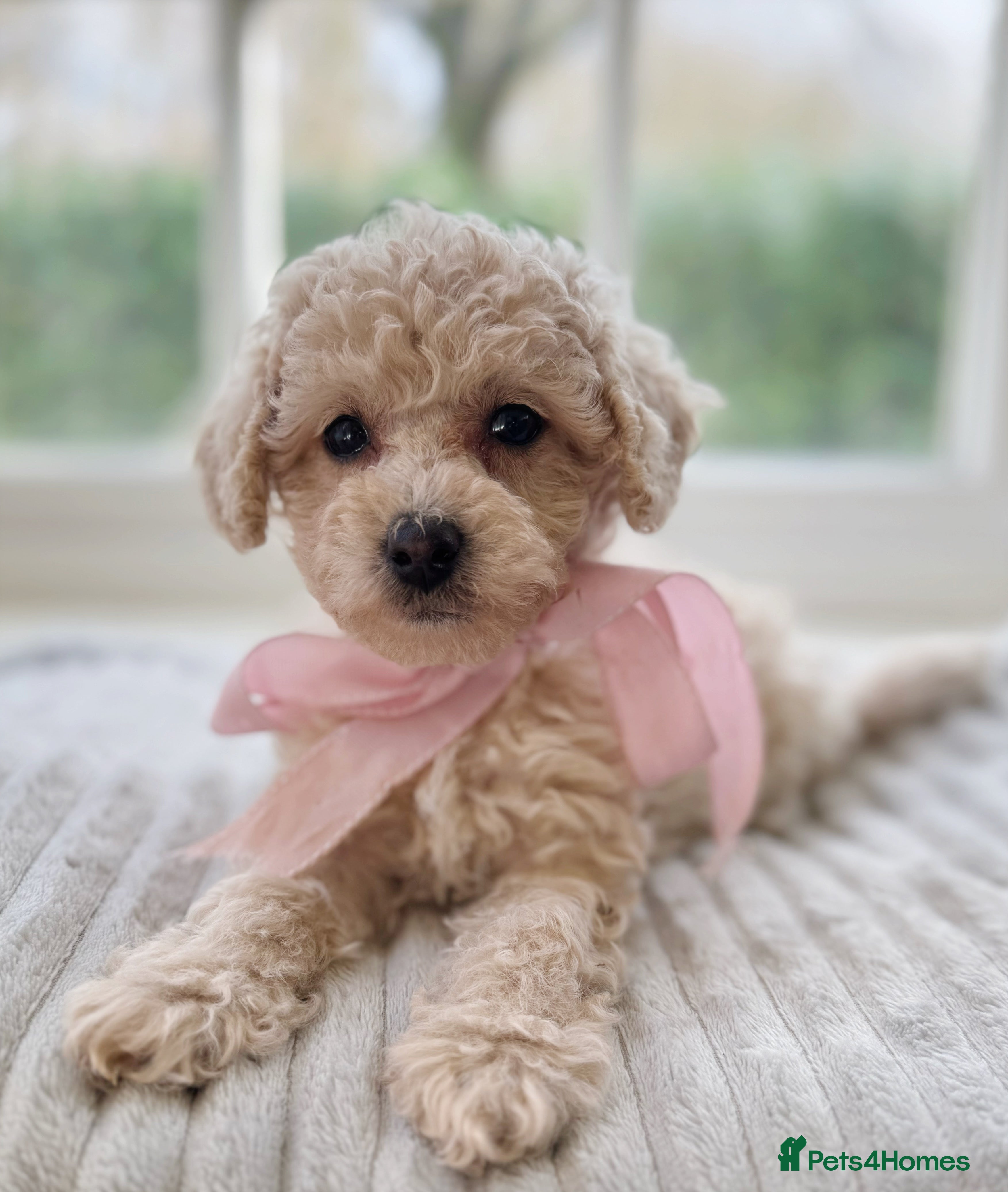 Mixed Breed dogs Shichon-poo Teddy bear - Advert 3