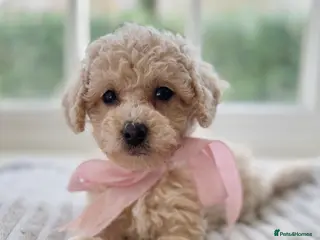 Mixed Breed dogs Shichon-poo Teddy bear - Advert 3