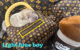 Chow Chow dogs for sale: 🩷🏆Stunning KC registered Chow Chow puppies🏆💙 - Image 2