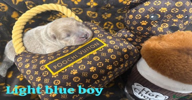 Chow Chow dogs - Advert 11