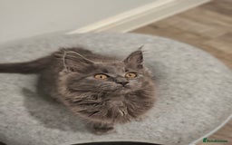 Maine Coon cats for sale: Pedigree mainecoon kittens in Newark - Image 2