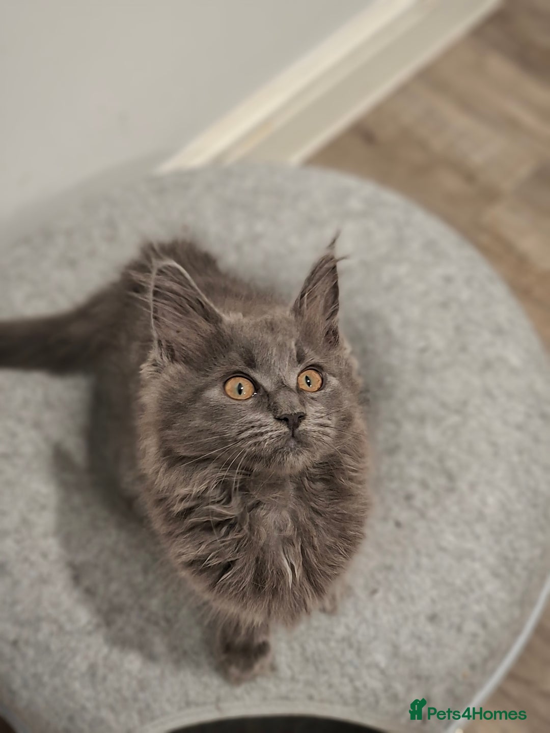 Maine Coon cats for sale: Pedigree mainecoon kittens in Newark - Image 2