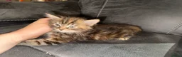 Maine Coon cats for sale: Stunning Maine Coon X Kittens Needing New Homes! - Advert 34