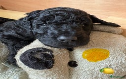 Labradoodle dogs for sale: Labradoodle Puppies 10 weeks 14 Nov 25 - Image 26