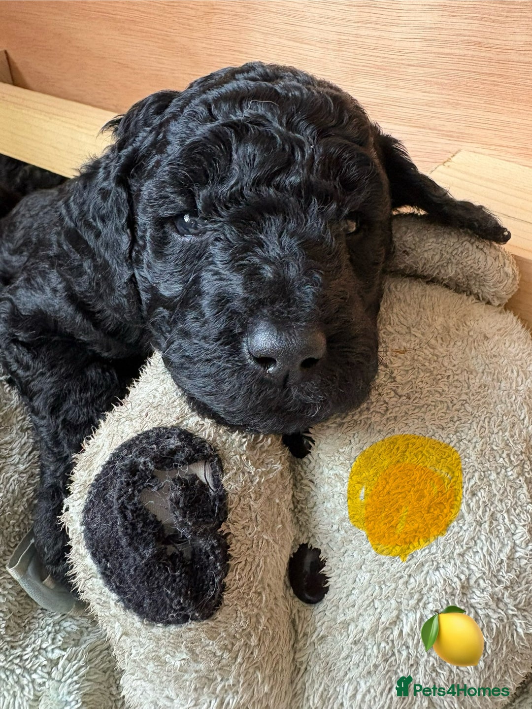 Labradoodle dogs for sale: Labradoodle Puppies 10 weeks 14 Nov 25 - Image 26