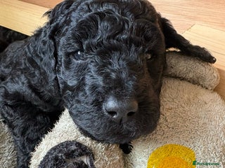 Labradoodle dogs - Advert 5