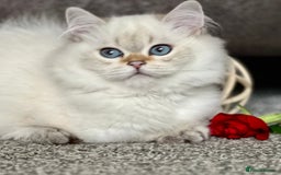 British Shorthair cats for sale: Stunning British shorthair NY 12 kittens - Image 29