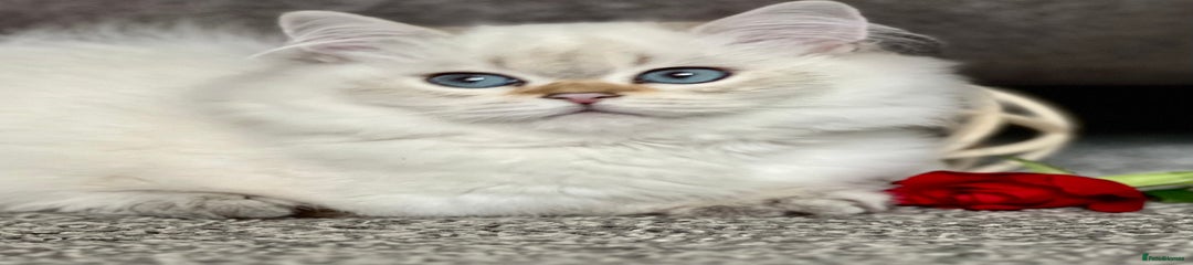 British Shorthair Kitten 3