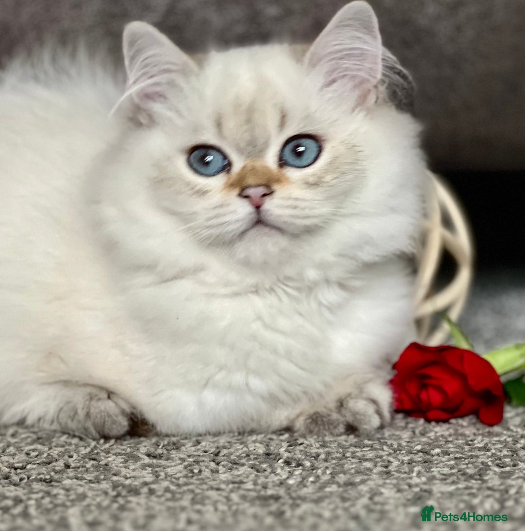 British Shorthair cats for sale: Stunning British shorthair NY 12 kittens - Image 29