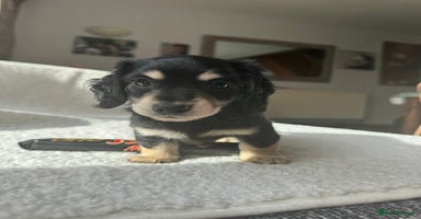 Dachshund dogs - Advert 15