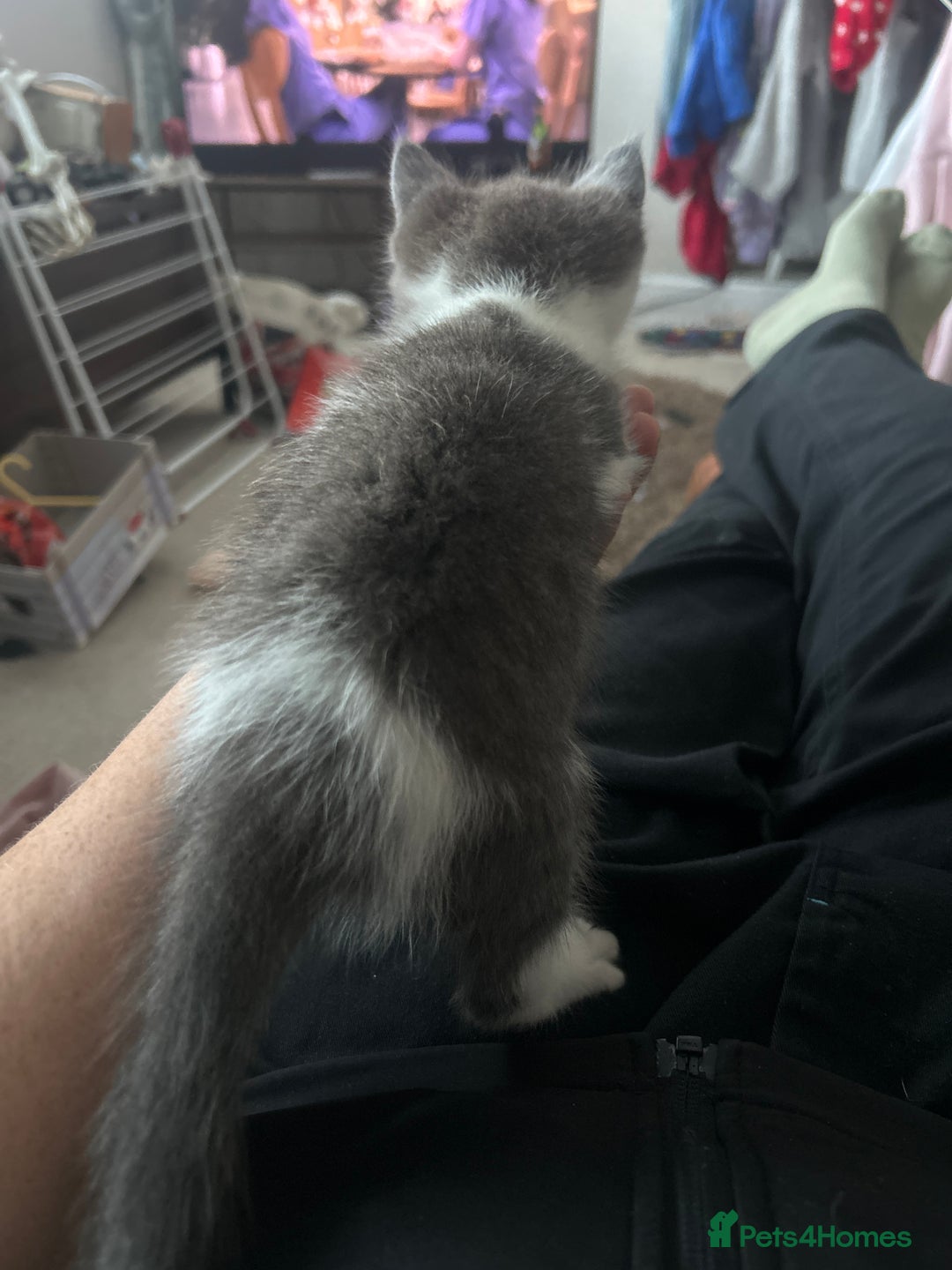 Mixed Breed cats for sale: Beautiful grey and white male - Image 2