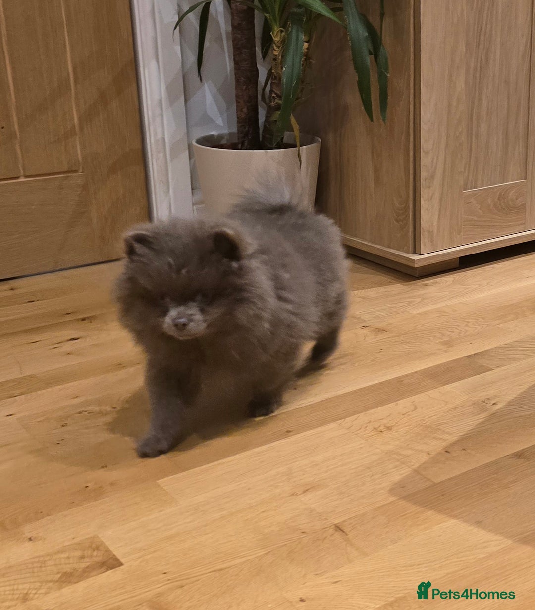 Pomeranian dogs for sale: Stunningly beautiful Pomeranian babies - Advert 3