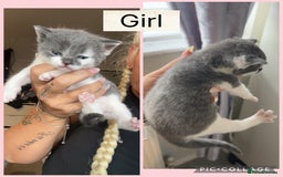 Mixed Breed cats for sale: Beautifull kitten - Image 5
