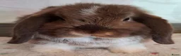Mini Lop rabbits for sale: Various ages - Advert 8