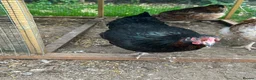 Chickens poultry for sale: Hybrid Hens - Advert 6