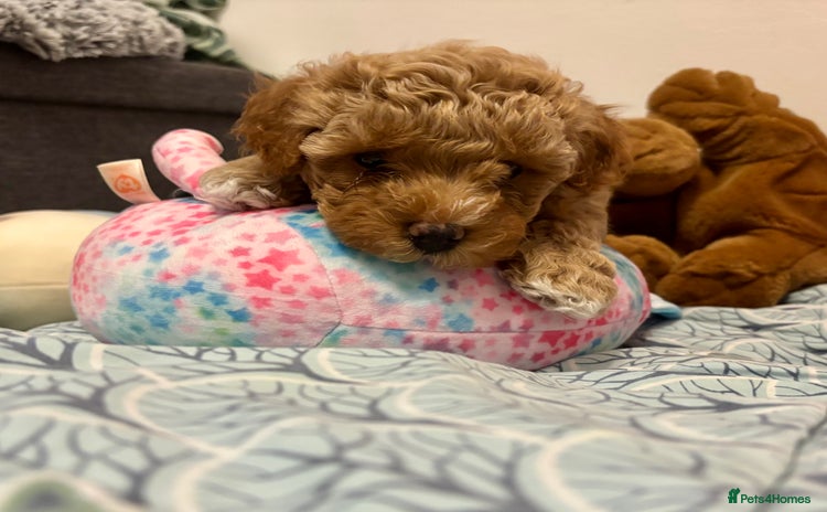 Maltipoo dogs Gorgeous Maltipoo F1b  - Advert 1