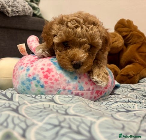 Maltipoo dogs Gorgeous Maltipoo F1b - Advert 1