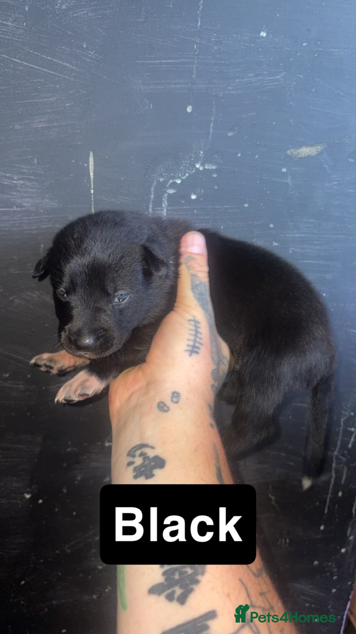 Mixed Breed dogs for sale: Mali X collie puppies - Advert 11