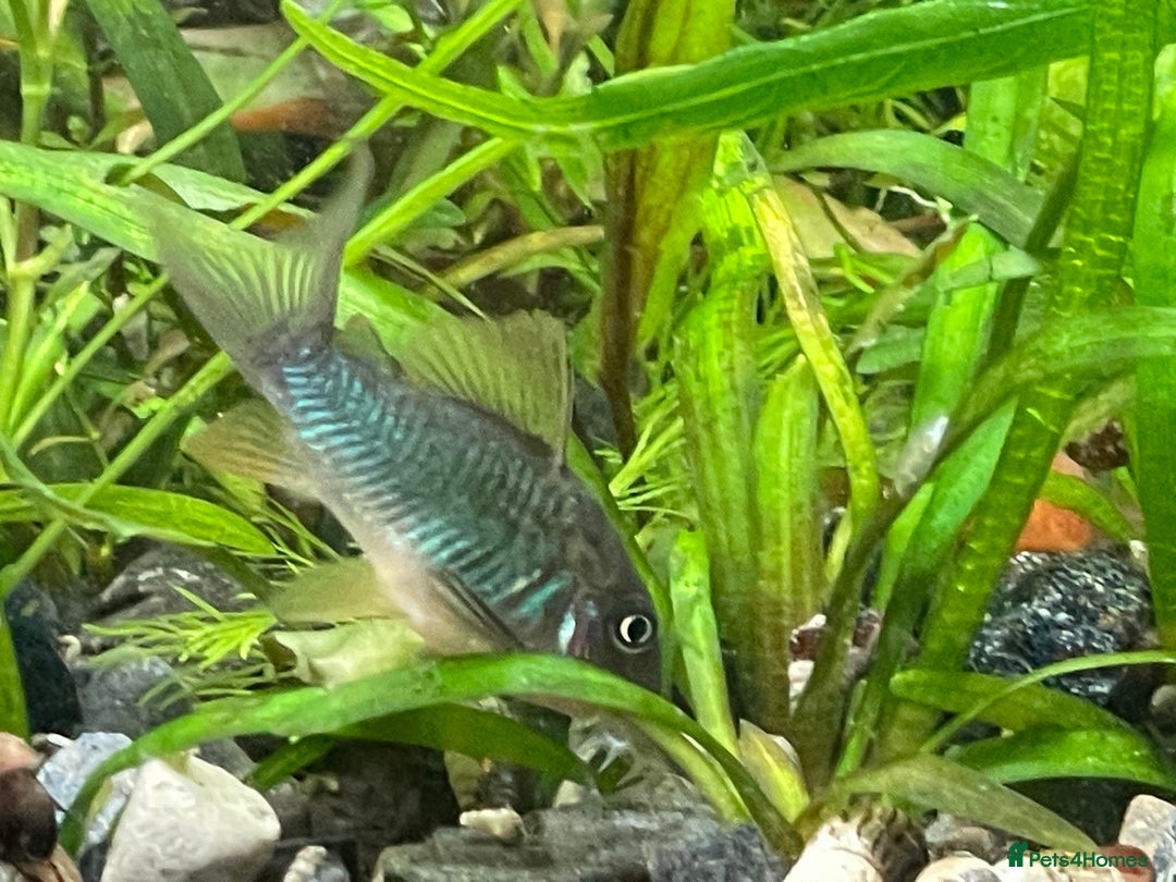 Corys fish for sale: Emerald Cory Splendens 1 male+1 female size 6 cm.  - Image 6