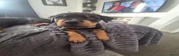 Rottweiler dogs for sale: 10 Week Old Rottweiler Girl - Advert 6