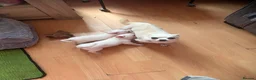 Chihuahua dogs for sale: Beautiful white chihuahua boys  - Advert 2