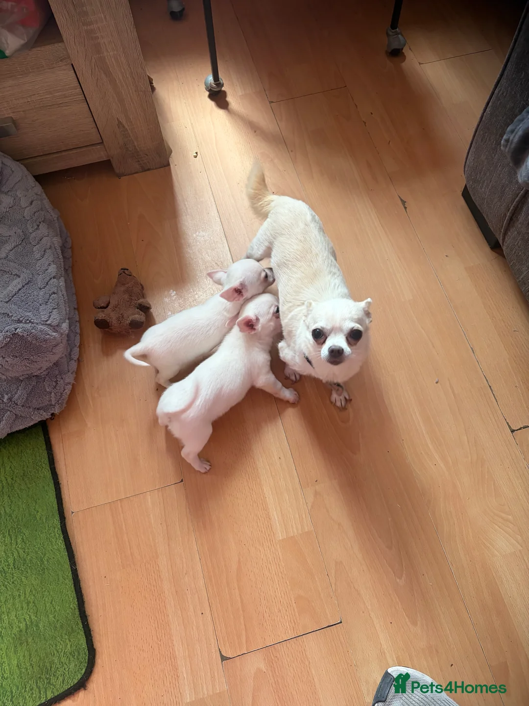 Chihuahua dogs for sale: Beautiful white chihuahua boys  - Advert 2