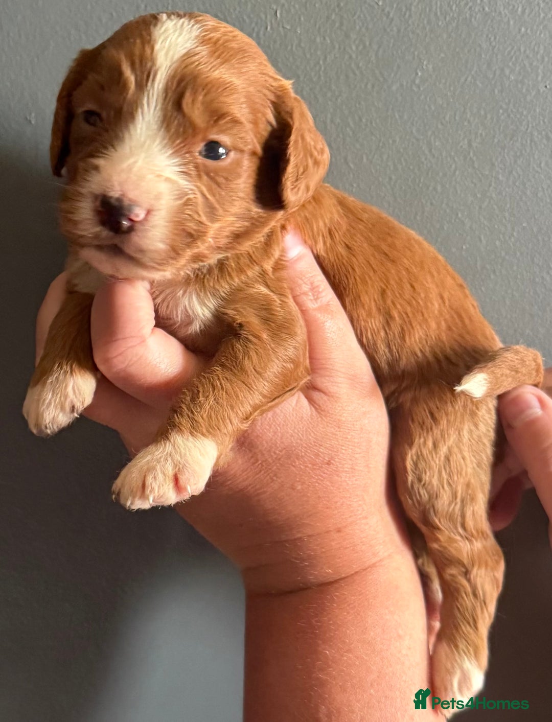 Cockapoo dogs for sale: F1 mini Cockapoos 30 dna health tested clear  - Image 3