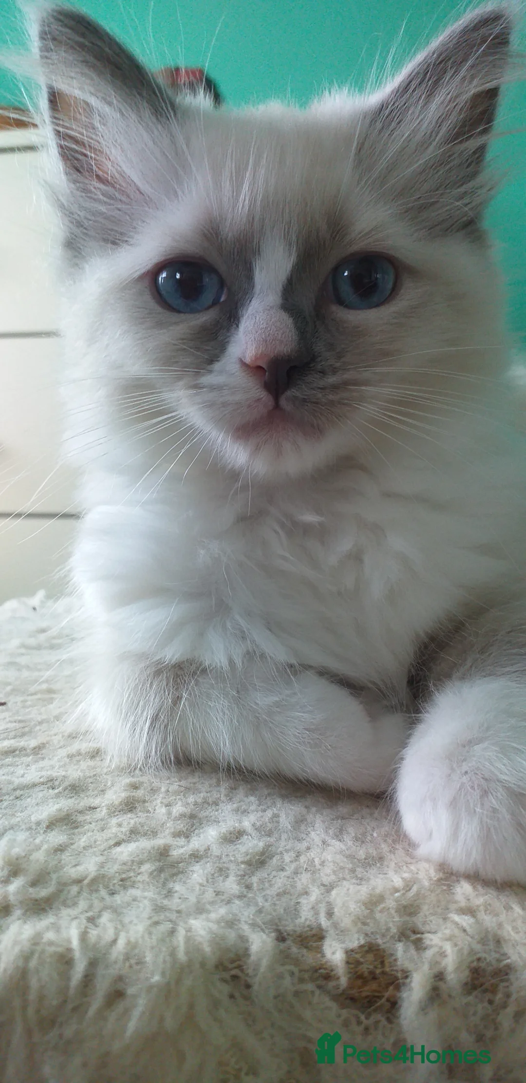 Ragdoll cats for sale: Beautiful Pure Breed Ragdoll Kittens  - Advert 1